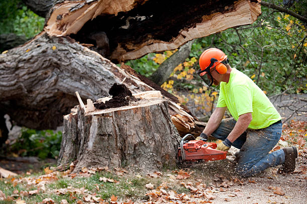 How Our Tree Care Process Works  in  Wetumpka, AL